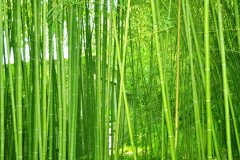 植物株高要如何測(cè)量？